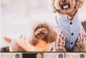 绿洲怎么发布动态?绿洲发布动态教程
